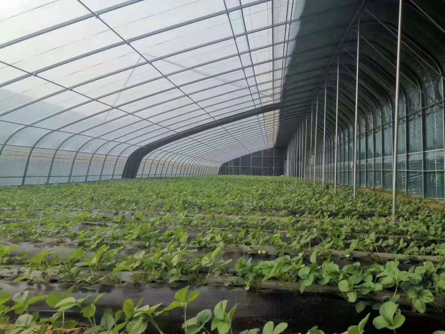 智慧农业沙盘中智能温室大棚的展示_控制